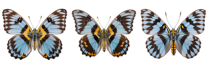 Three colorful butterflies with blue and black wings isolated on transparent background
