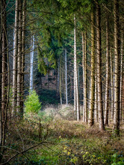 Wiederaufforstung im Mischwald im Spätherbst