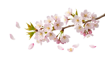 Naklejka premium Delicate cherry blossom branch with falling petals isolated on transparent background