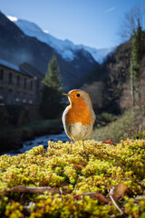 European robin on a green moss in front of a mountain village in the background. French Pyrenees