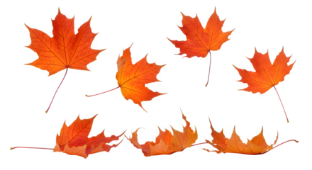 Collection of bright orange autumn maple leaves isolated on transparent background
