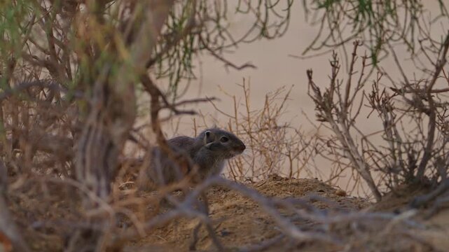 Gerbil in the wild