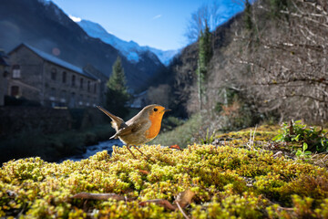 European robin on a green moss in front of a mountain village in the background. French Pyrenees
