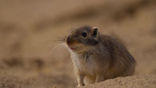 Gerbil in the wild, closeup
