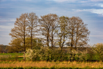 A group of trees in a meadow in Podlasie, Poland