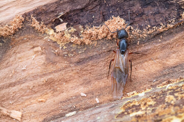 Winged Carpenter Ant in a Nest