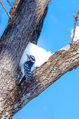 Downy Woodpecker Eats some Snow