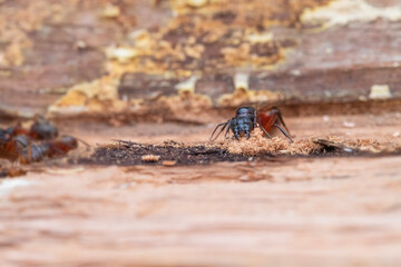 Worker Carpenter Ants Create a Tunnel for a Nest