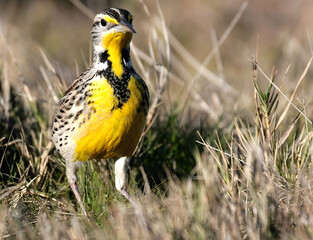 Fototapeta premium Vibrant bird in grassland