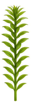 Elodea stem segment showing whorled leaf pattern and slender form.