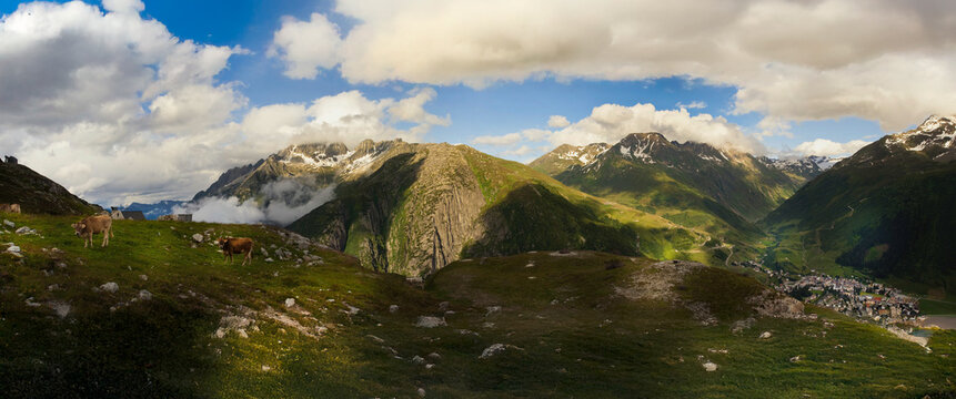 montagne con mucche