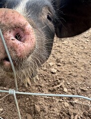 Close up of black and white pig with pink snout against wire fence