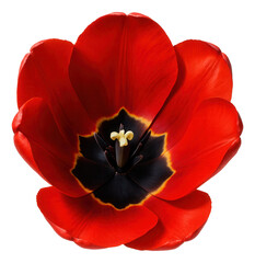 Red tulip with bold petals and a striking dark center.