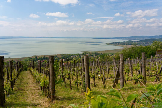  Blick vom Tafelberg Badacsony mit seinen Weinbergen in die Landschaft am Nordbalaton, zwischen den Orten Badacsonytomaj und Badacsony, Nationalpark Balaton-Oberland, Balaton, Ungarn