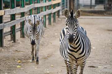 Fototapeta premium Zebras walk in a special enclosure at the zoo.