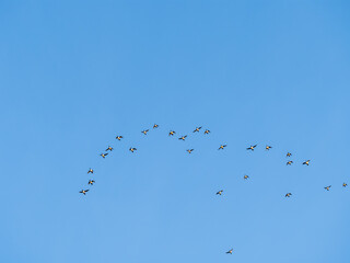 Obraz premium Flock of geese in flight