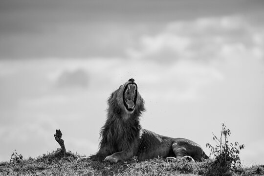 Majestic lion roaring at sunrise in Masai Mara