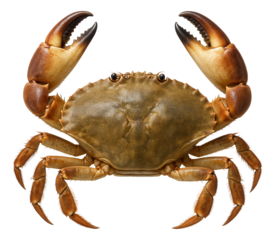 Flat-bodied crab with large, fan-shaped claws.