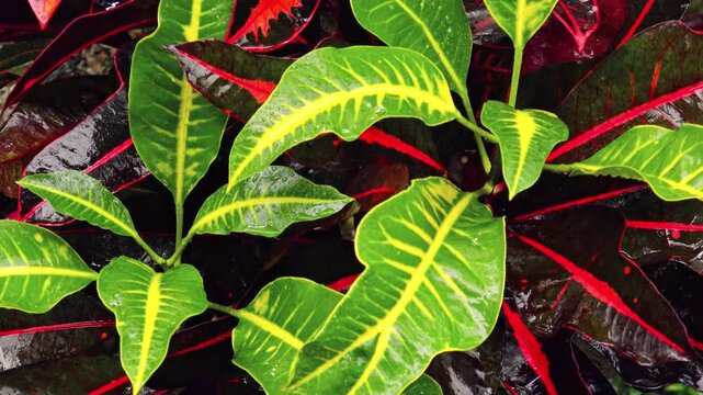Close-up of wet exotic plants growing in tropics. Green and red smooth leaves covered with water drops. Monsoon season in jungle. Lush vegetation of tropical forest after rain. Top view. Still camera.