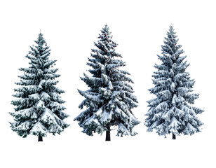 Snow cover fir trees  isolated on transparent background
