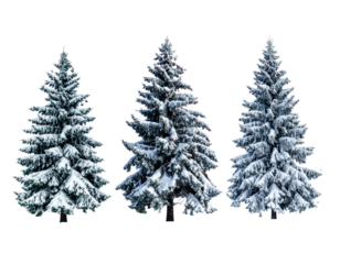 Snow cover fir trees  isolated on transparent background