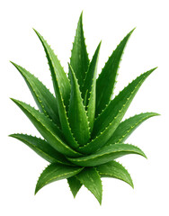 Fototapeta premium Lush aloe vera plant featuring thick, pointed leaves with serrated edges.