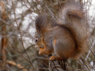 A furry squirrel gnaws on a walnut.