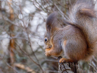 A fluffy squirrel gnaws on a walnut