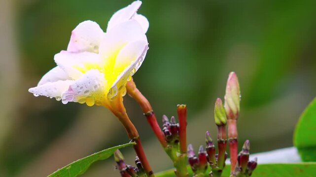 Close-up of wild Plumeria frangipani blossom. Beautiful blooming flower with white tender petals covered with rain drops. Flowering plant in tropical forest during monsoon season. Camera stays still.