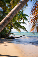 Naklejka premium palm trees on the beach