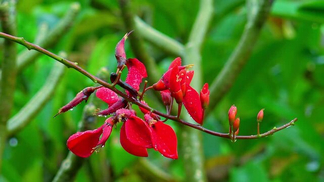 Rainy season in tropics. Wild red orchid flowers wet after rain in Indonesian jungles