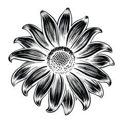 Detailed Black Eyed Susan Flower Vector with Bright Yellow Petals and Dark Center Botanical Illustration for Nature Posters and Decorations