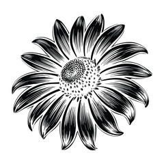 Vibrant Yellow Black Eyed Susan Flower Vector Artwork with Natural Shapes and Shadows Hand Drawn Style for Print and Web Design