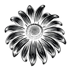 Bright Yellow Black Eyed Susan Flower Vector with Dark Center and Green Foliage Floral Illustration for Invitations Stickers and Wall Art