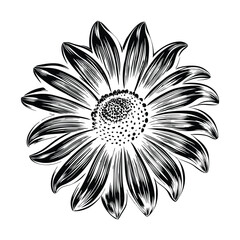 Yellow Black Eyed Susan Flower Vector with Detailed Petals and Natural Shadows Botanical Design for Nature Themed Artwork and Branding