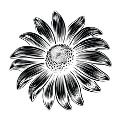 Hand Drawn Black Eyed Susan Flower Vector with Leaves and Stem Beautiful Summer Bloom Illustration for Greeting Cards and Posters