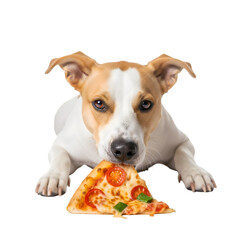 Pet Dog Eats Pepperoni Pizza Slice