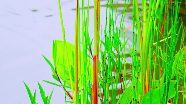 Wet season in tropics. Pond in fantasy garden with plants and flowers at rainy day