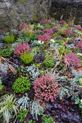 kunterbuntes Winterbeet - colourful winter bed