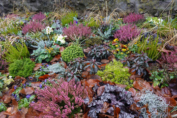 Gartenbeet mit bunten, winterharten Pflanzen - winter garden bed with evergreen colourful plants
