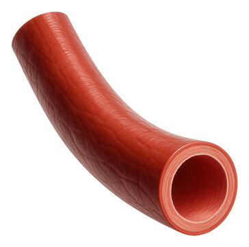 Moderate-diameter brachial artery with muscular, elastic walls.