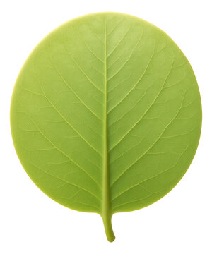 Round, pale green leaf of a white mangrove with smooth edges.