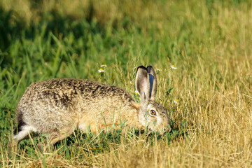 Brown hare in alert low position among green grass and golden meadow with white wildflowers, showcasing natural camouflage behavior and habitat diversity in warm sunlight.