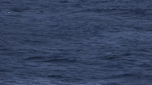 Head of a wild seal poking out of the dark blue Barents Sea water. Arctic wildlife observation in Teriberka