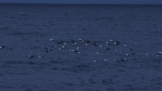 Flock of wild sea ducks swimming in the dark blue waters of the Barents Sea near Teriberka, Russia