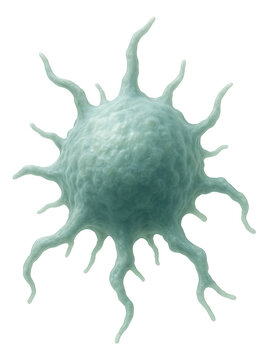 Irregularly shaped macrophage with pseudopodia extensions.