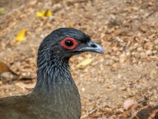 A sharp side profile of a West Mexican Chachalaca showing its distinctive red eye ring and dark plumage against a natural ground background in Huatulco, Oaxaca, Mexico.