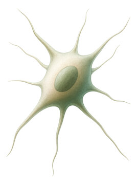 Spindle-shaped fibroblast cell with long cytoplasmic extensions.