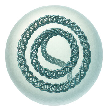 Condensed circular DNA in bacterial nucleoid before cell division.