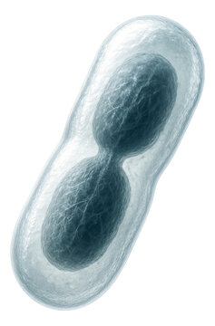 Bacterium showing clear cell elongation and nucleoid separation before division.